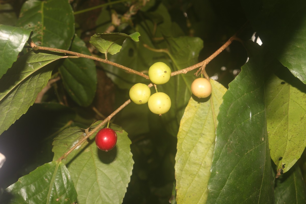 Flacourtia inermis Roxb.